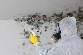 Best Mold Damage Restoration  in Salem, IL